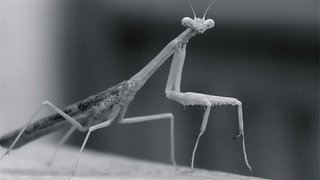 Illustration for article titled Shooting Challenge: Bugs Gallery (Part 1)
